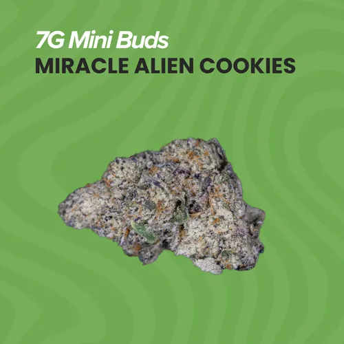 Miracle Alien Cookies Mini Buds - 7g by Sanctuary Medicinals - 7.000g Smalls