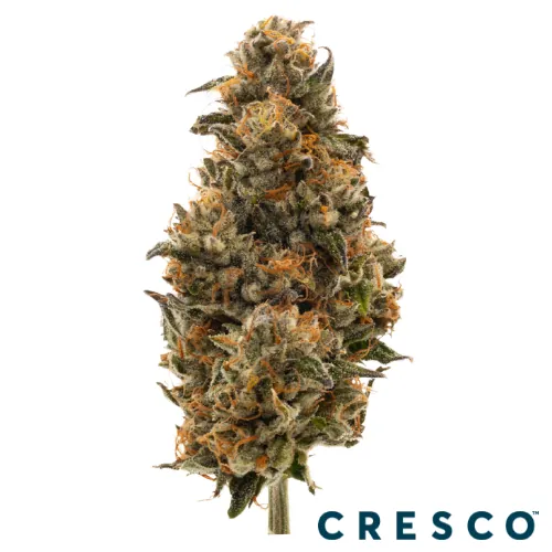Supply Shake 7g - Pepe Silvia (I) by Supply - 7.000g Ground