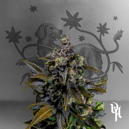 Banana Puffs by Doghouse - Puppiez - 3.500g Whole