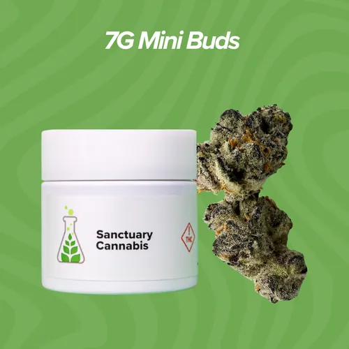 Boof Bomb Mini Buds - 7g by Sanctuary Medicinals - 7.000g Smalls