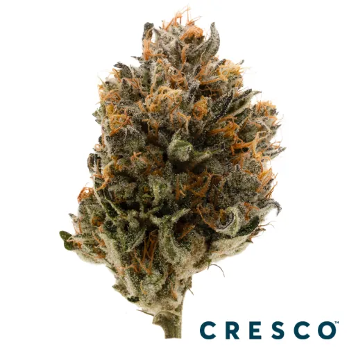 Supply Shake 7g - Crescendo (H) by Supply - 7.000g Ground