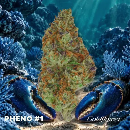 Blue Lobster x Zangria (23.5% THC) by Goldflower - 1.000g Whole