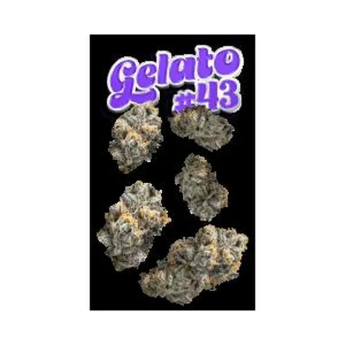 Gelato #43 7g Juniors by The Flowery - 7.000g Whole