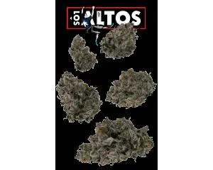 Los Altos 7g Juniors - 