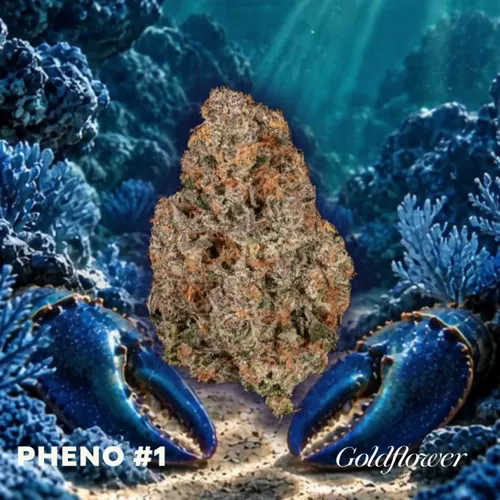 Blue Lobster x GrapeLyfe (22.70% THC) by Goldflower - 1.000g Whole