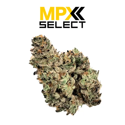 MPX Select™ Kashmir Flower from  product image