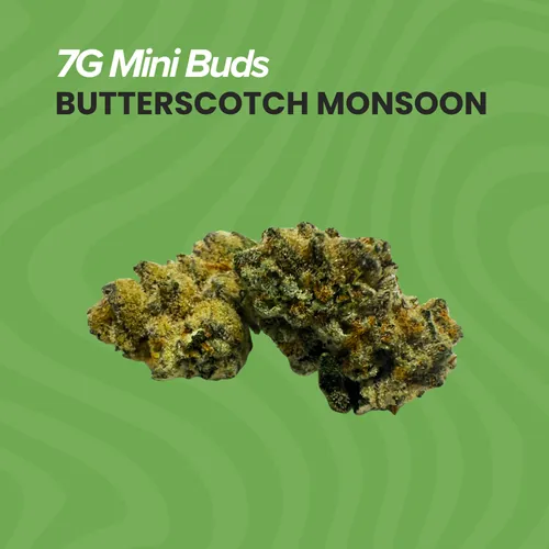 Mini Buds Bttrs Monsoon - 