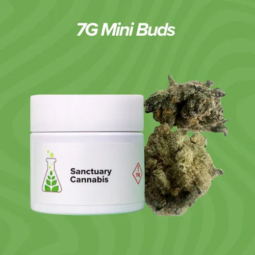 Pink Milk Mini Buds - 7g by Sanctuary Medicinals - 7.000g Smalls