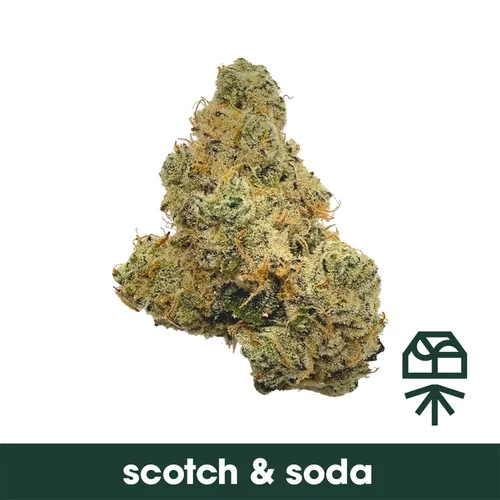 Scotch & Soda from  product image