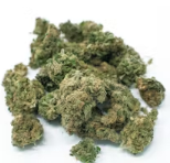 image of Mini Buds 7g Acapulco Gold