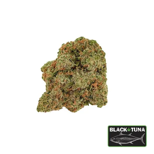 Reefer Shark - 