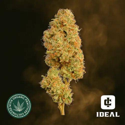 Emerald Apricot X Double Banana Fuel -  cannabis product