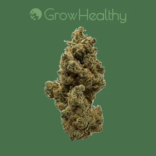 The Grinch Flower by GrowHealthy - 3.500g Whole