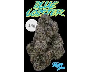 Blue Lobster - 