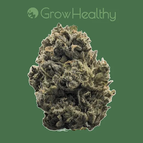 Papaya Fuego Flower by GrowHealthy - 3.500g Whole