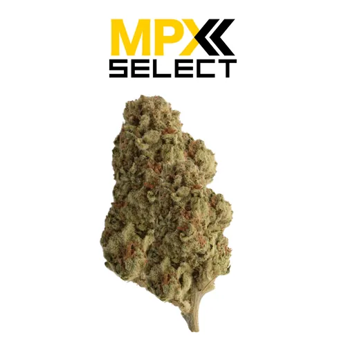 MPX Select™ Ice Cream Cake Flower from  product image