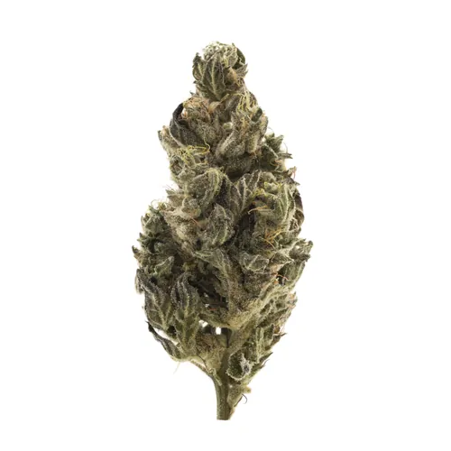 Cresco Premium Smalls Flower 7g - Maui Lobster (S) by Cresco - 7.000g Smalls