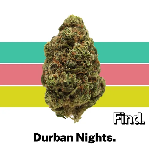 Durban Nights - 