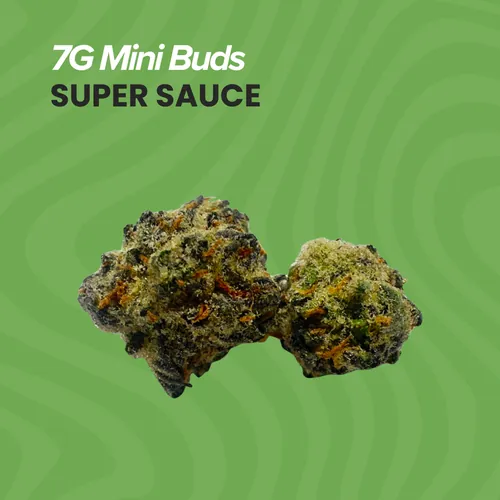 Super Sauce Mini Buds - 7g by Sanctuary Medicinals - 7.000g Smalls
