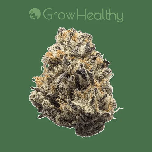 image of Purple Punch Flower