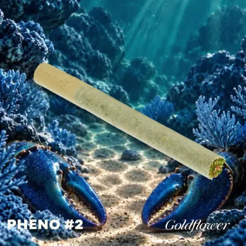 Blue Lobster x Zangria (17.7% THC) by Sunkissed - 1.000g PreRoll
