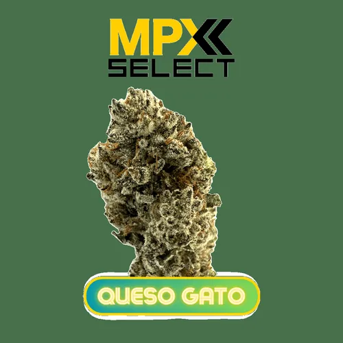 Queso Gato - 