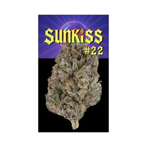 Josh D 3.5g Flower - Sunkiss #22 (Glass Jar) from  product image