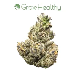 Gruntz Flower from  product image