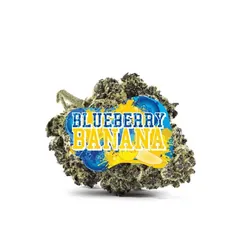 Blueberry Banana -  cannabis product