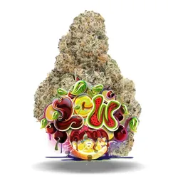 Lemon Cherry Watermelon - Premium Flower from  product image