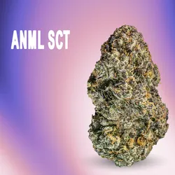ANML SCT from  product image