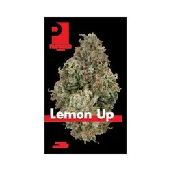 Lemon Up Eighth (Glass Jar) from  product image