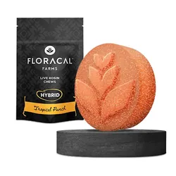 FloraCal Live Rosin Chews Trop Pnch 100mg (10pk) from  product image