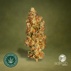 Purple Milk from  product image