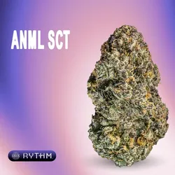 ANML SCT from  product image