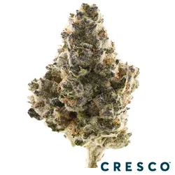 Supply Shake 7g - Slurricrasher x Kush Mnts (I) from  product image