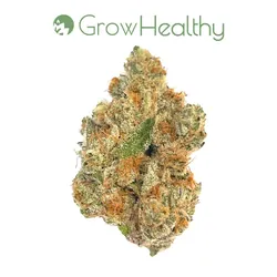 La Bruja Flower from  product image