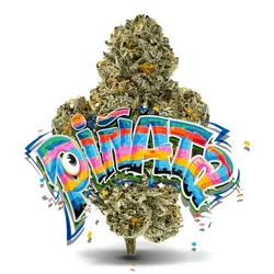 Piñata  - Premium Flower from  product image