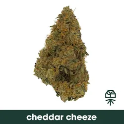 Cheddar Cheeze from  product image