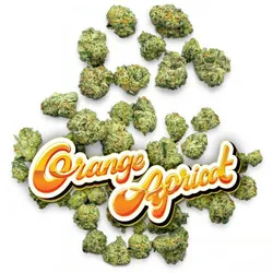 Orange Apricot - Pops from  product image