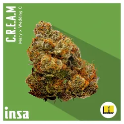 Flower - CREAM from  product image