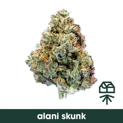 Alani Skunk from  product image