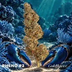 Blue Lobster x Zangria (21.3% THC) from  product image