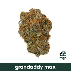 Grandaddy Max from  product image