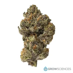 Dante Flower from  product image