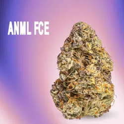 ANML FCE from  product image