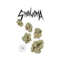 Shaloha 7g Juniors from  product image