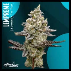 Large Pack Flower - Pave from  product image