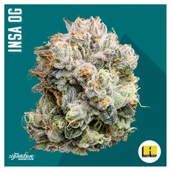Flower - Insa OG from  product image
