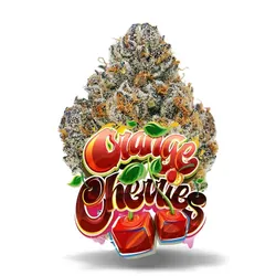 Orange Cherries - Premium Flower from  product image